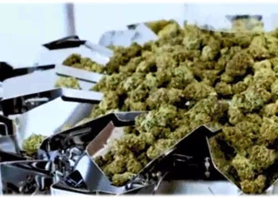 50 Gram Marijuana Buds Multihead Weighing Machine Micro Weigher