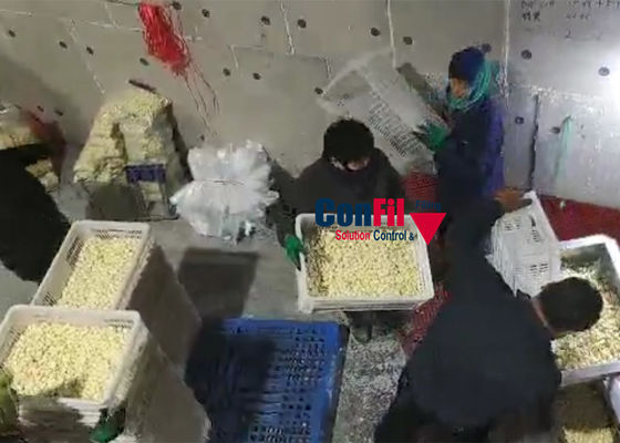 Multihead Weighing Machine Multihead Weigher For Garlic Stainless Steel